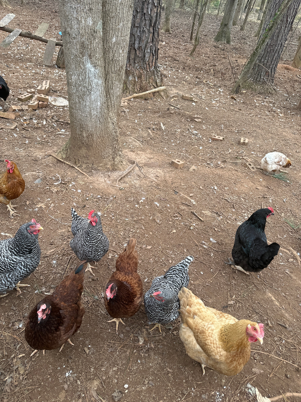 Fresh pasture eggs one dozen